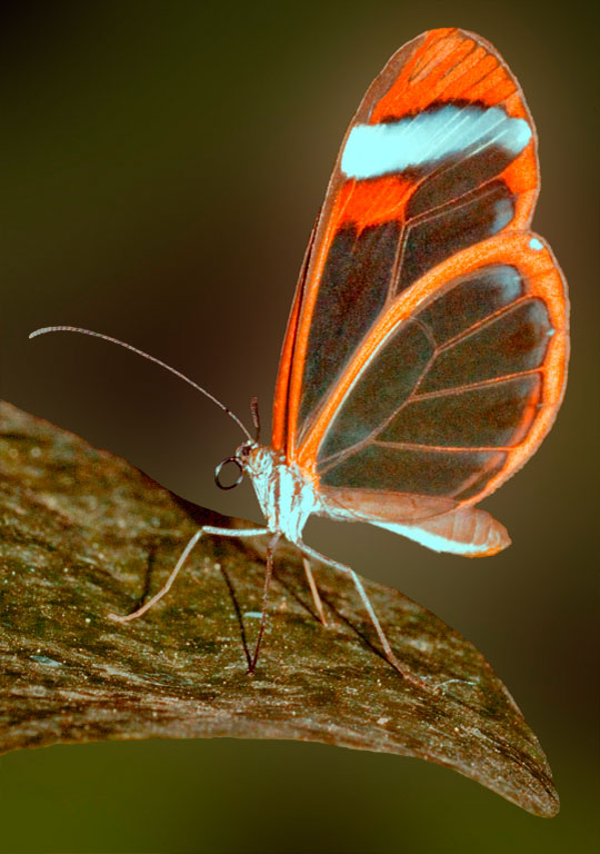 Butterflies